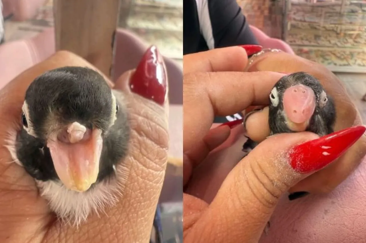 Critican a manicurista por hacerle prótesis a pajarito sin pico