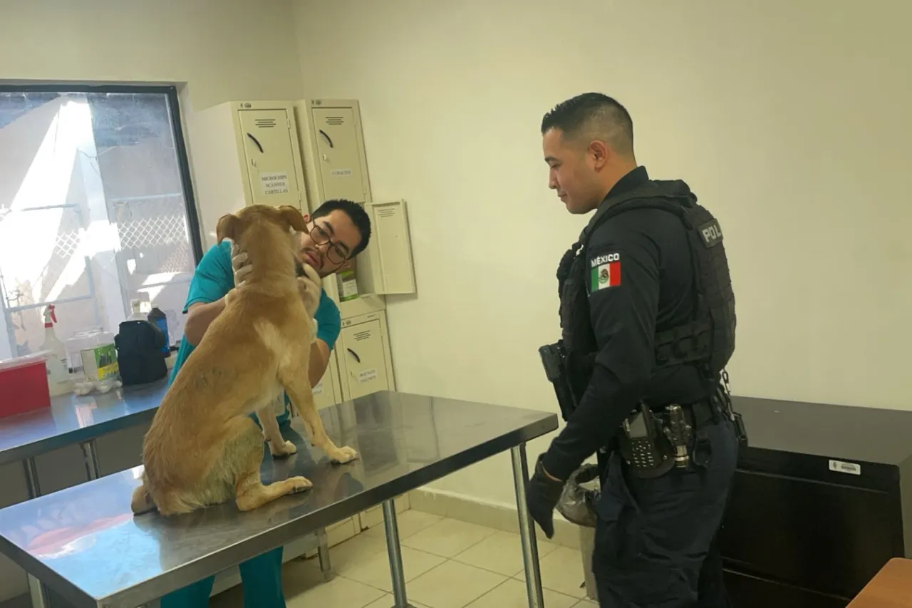 Cortesía