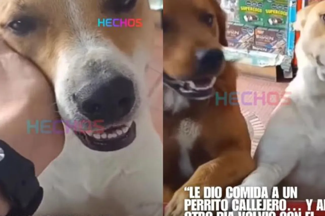 Un acto de ternura: comerciante da comida a perritos y conmueve Internet