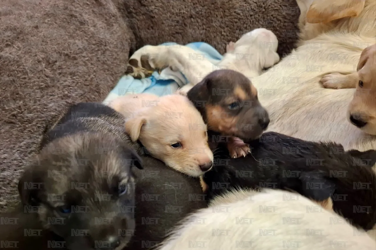Resguarda DABA a perrita y sus 10 cachorros abandonados en gasolinera