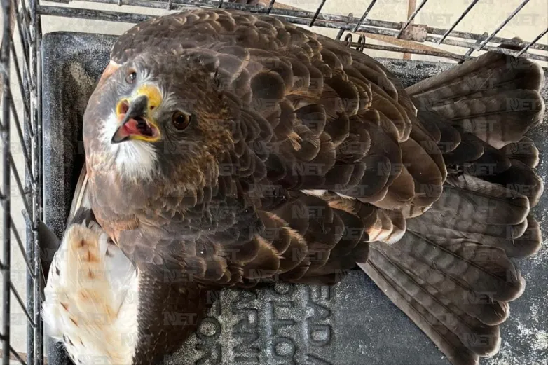Resguardan halcón herido en la colonia Leyes de Reforma