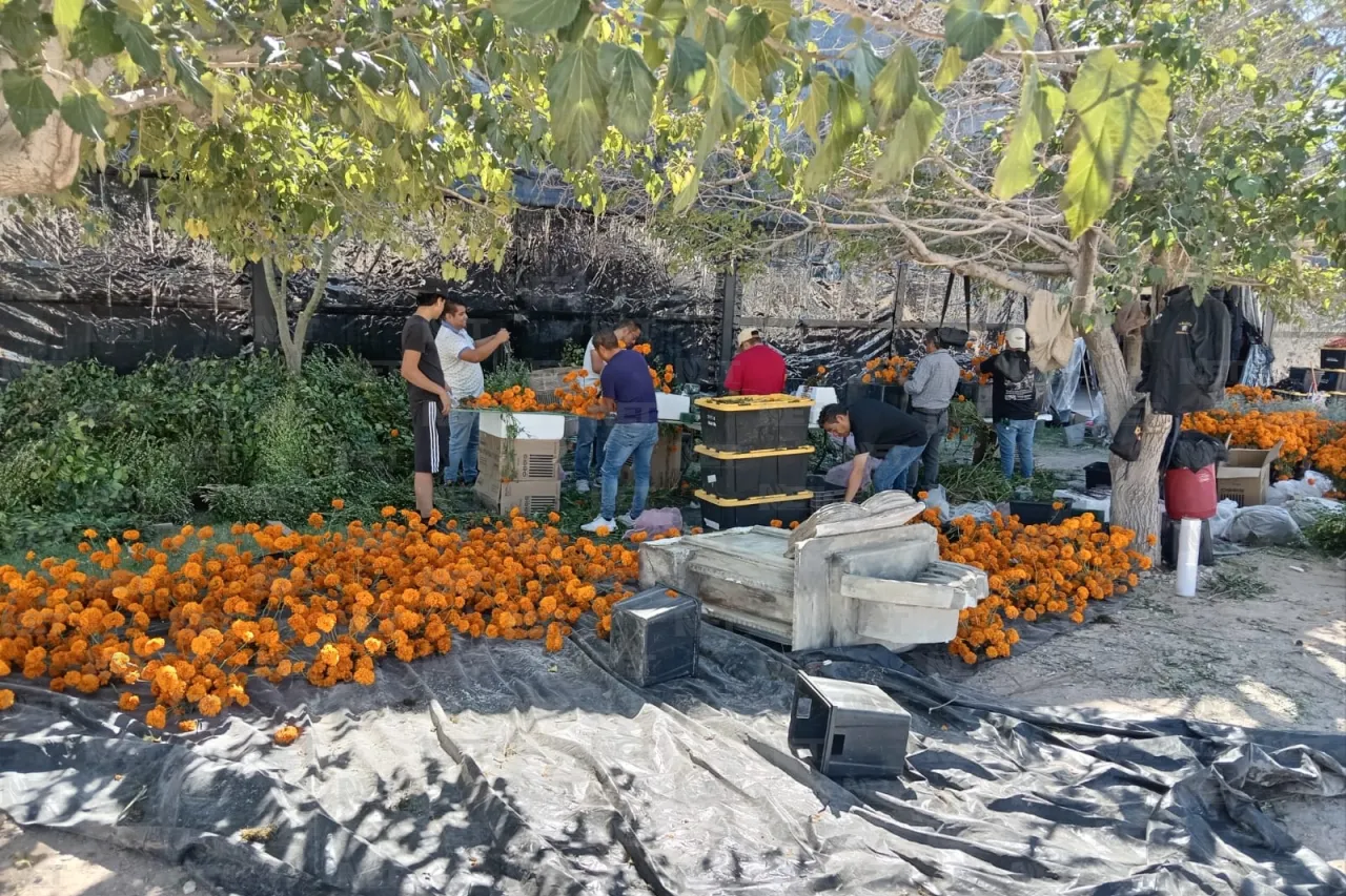 Jazmín Ibarra Trejo