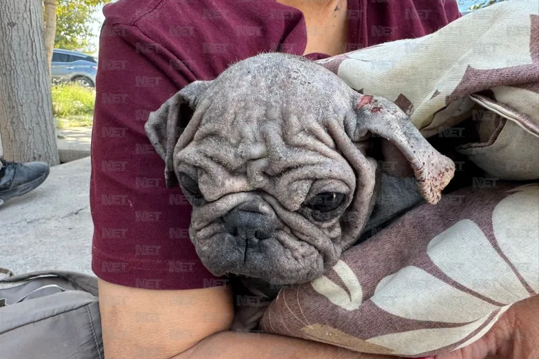 Familia rescata a sus mascotas tras incendio en casa de El Granjero