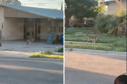Habitantes de El Paso son sorprendidos por un coyote