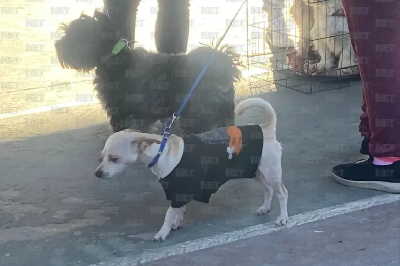 Avanza programa de esterilización; acumulan 8 mil intervenciones