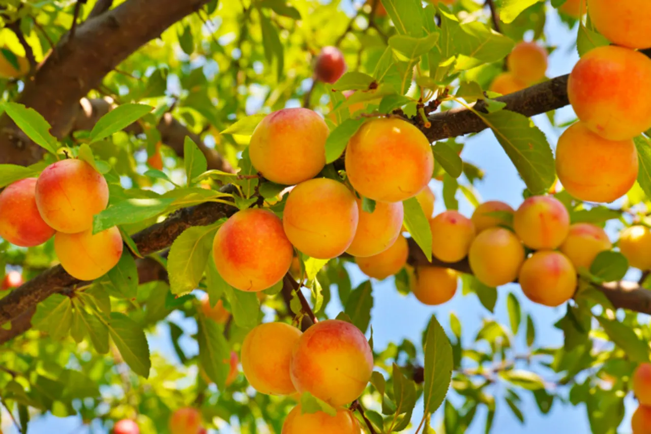 rboles De Duraznos C mo Preparar Tus Plantas Para Obtener Muchos Frutos rboles-de-duraznos-c-mo-preparar-tus-plantas-para-obtener-muchos-frutos