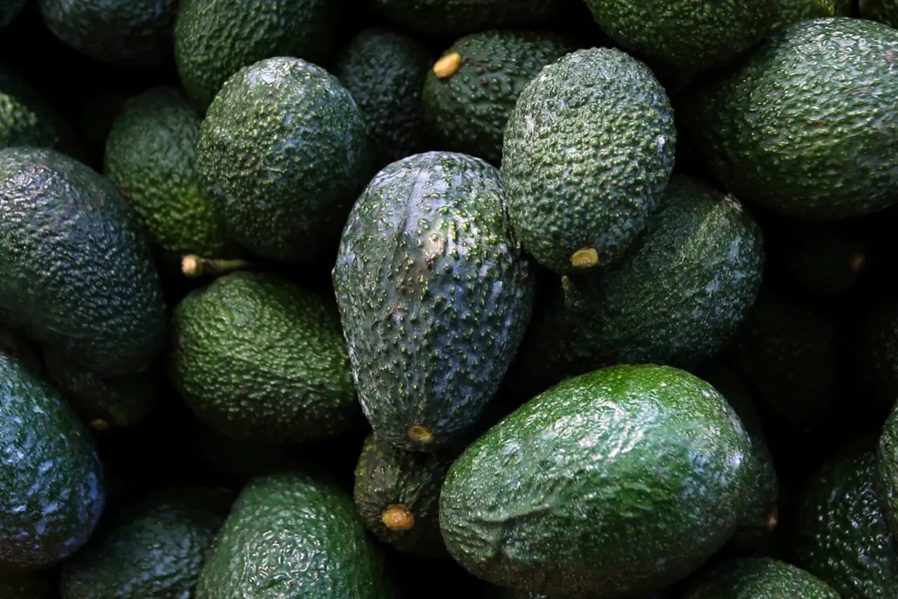 Vive el aguacate mexicano su era dorada en EU