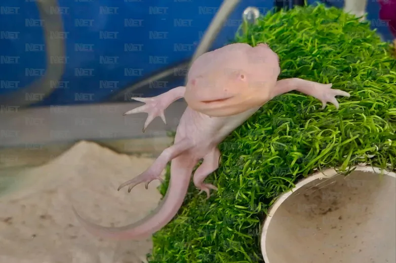 Invita La Rodadora a su exhibición de ajolotes