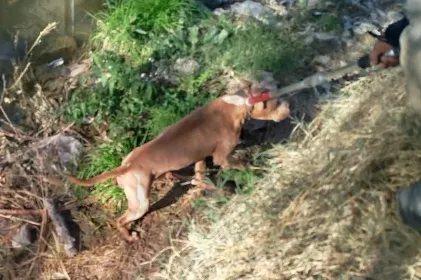 Bomberos rescatan a pitbull de una acequia