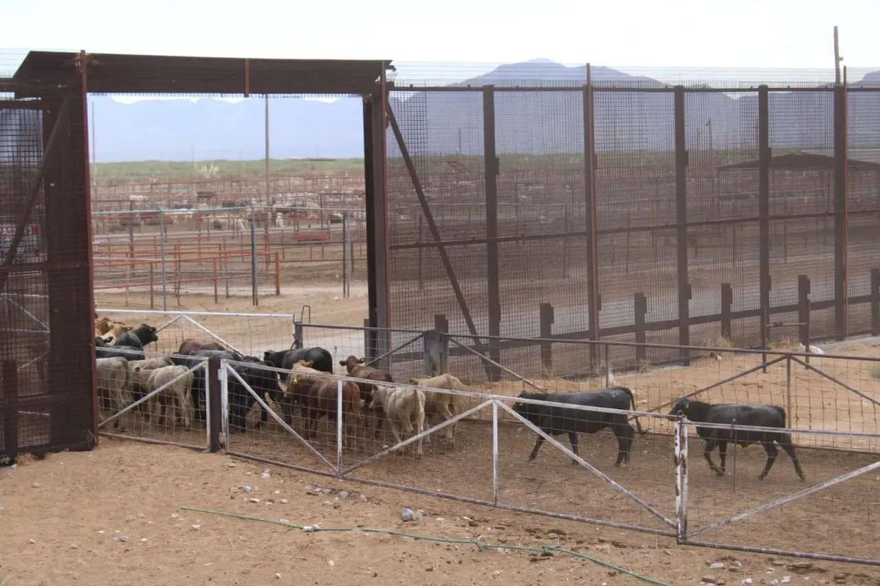 Desmiente SADER reapertura para ganado mexicano hacia EU