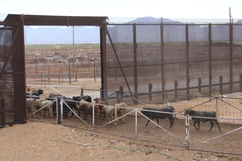 Organizarán encuentro binacional para tratar exportación de ganado