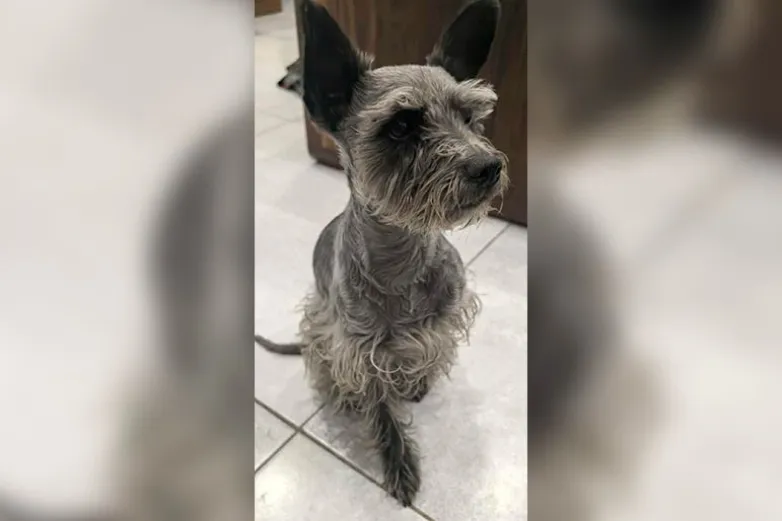 Familia pide ayuda para localizar a Chancha, su perrita schnauzer