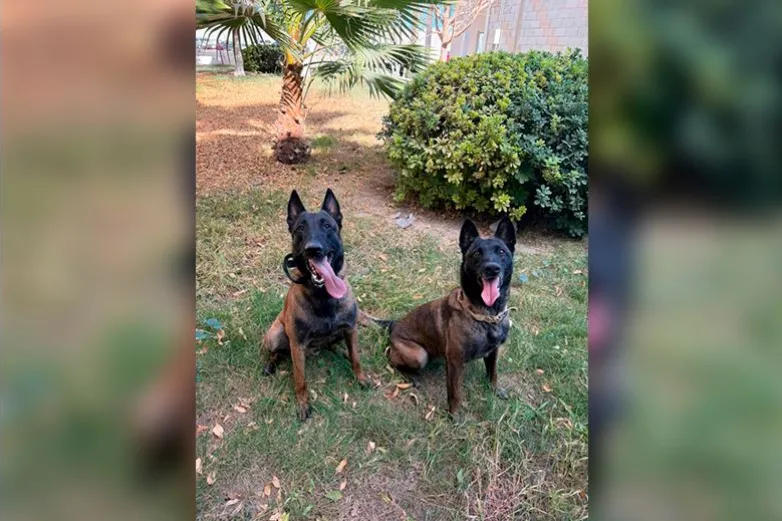 Certifican a binomios caninos de la FGE en Juárez