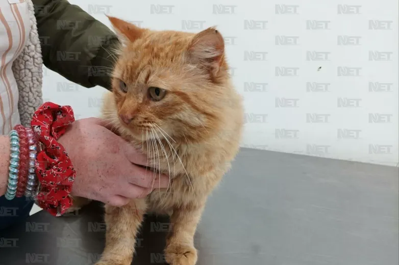 Ofrecen esterilización gratuita de gatos para evitar ‘callejeritos’