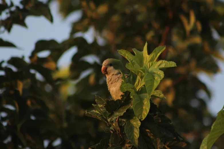 ¿Mascotas o invasores? La verdad sobre los loros verdes en Juárez