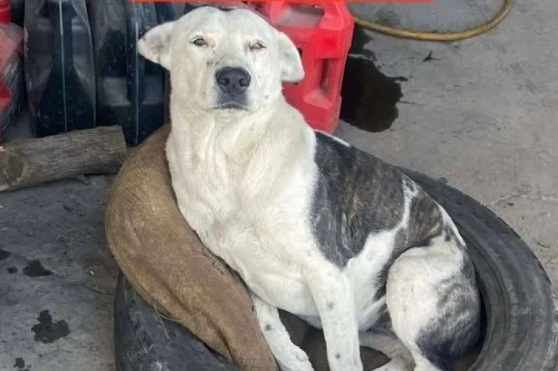 Llantas nuevas y $5 mil por info sobre perrita perdida en la Toribio Ortega