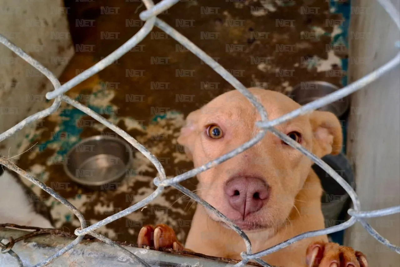 Pide DABA proteger a mascotas de las bajas temperaturas