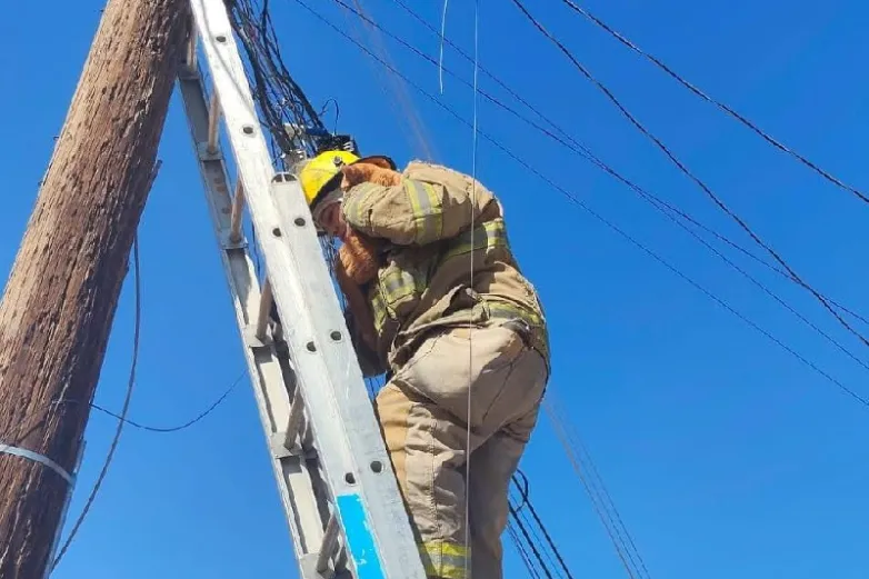 Rescatan a gatito atrapado en cables de la Bellavista