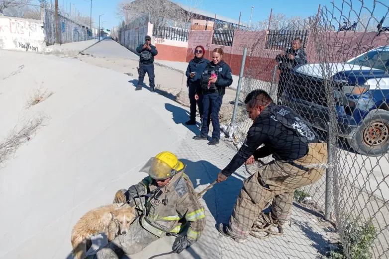 Rescatan bomberos a dos gatos y un perro en distintas emergencias