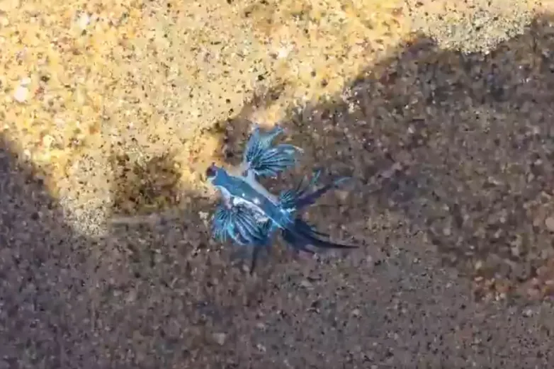 Detectan presencia del 'Dragón Azul' en playas de Manzanillo