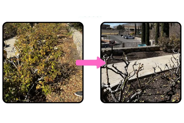 Invitan a demostración gratuita de poda en El Paso