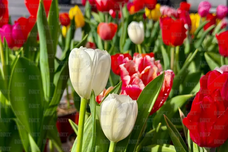 Llegan 10 mil tulipanes a Juárez por temporada de San Valentín