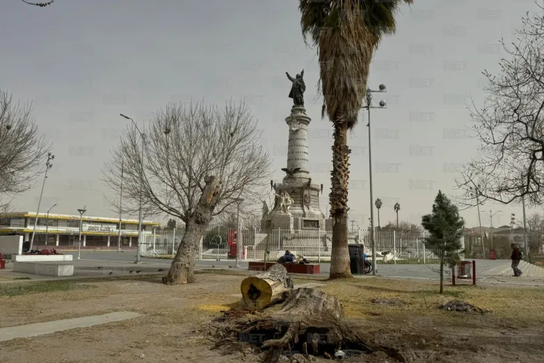 FOTOS: Cae árbol seco en la Plaza del Monumento a Benito Juárez