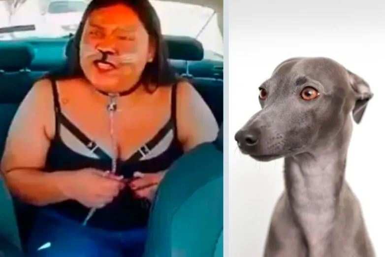 Bajan therian galgo español de taxi