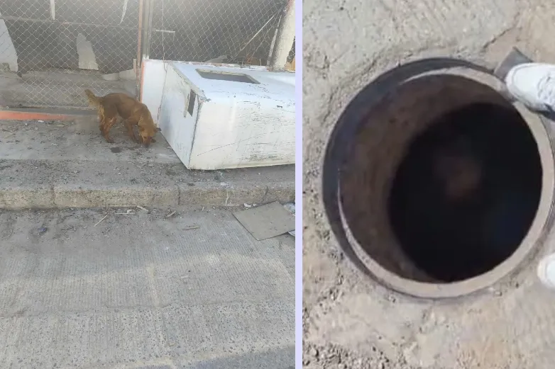 Cae perro a alcantarilla al suroriente de Juárez; vecinos lo rescatan