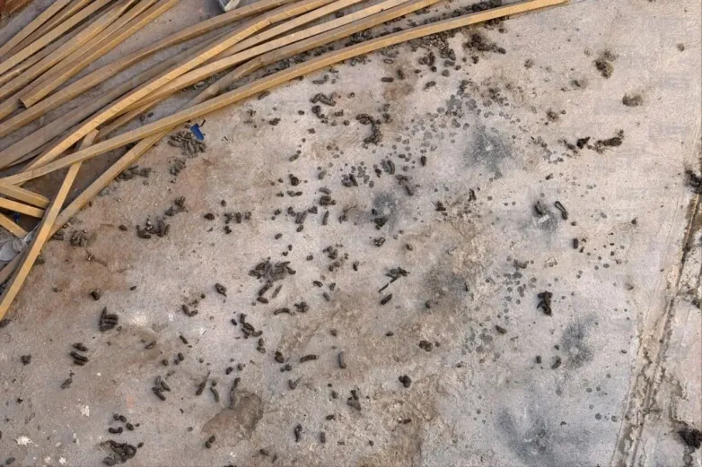 Advierte DABA multas de hasta 23 mil pesos por patios con excremento