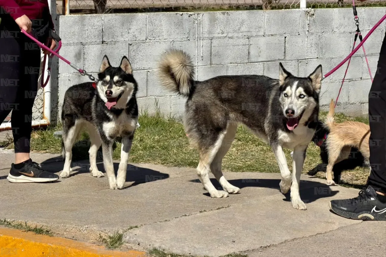 Organiza DABA carrera con mascotas para recaudar croquetas