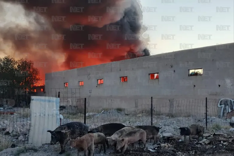 Resguardó DABA a 40 animales en la colonia Santa Rosa