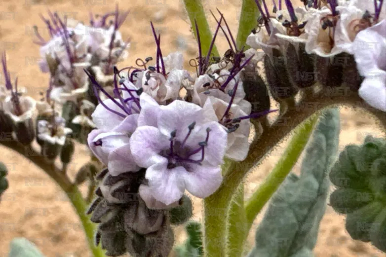 Documentan biodiversidad para proteger especies en Juárez	