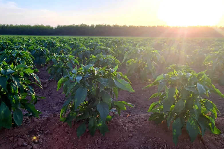 Abren convocatoria para apoyo de fertilizante a productores de riego
