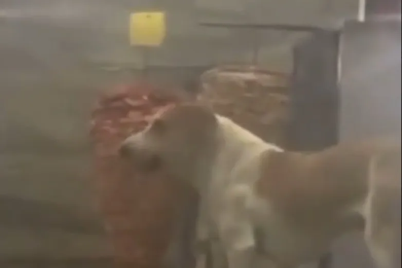 Captan a perro comiendo del trompo en taquería de la Gómez Morín