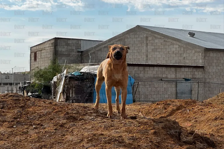 Hallan cadáver en la Luis Donaldo Colosio; investigan si perros lo mataron
