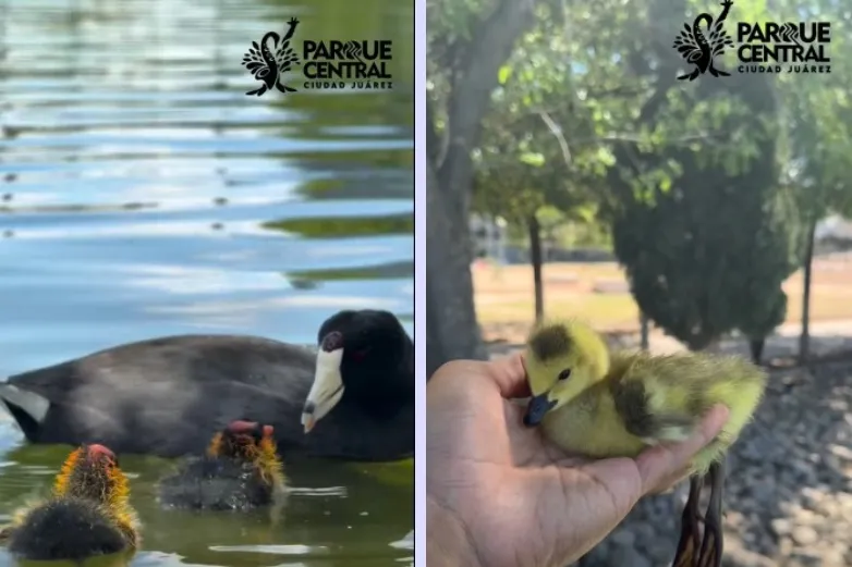 Anuncia Parque Central nacimiento de gansos canadienses