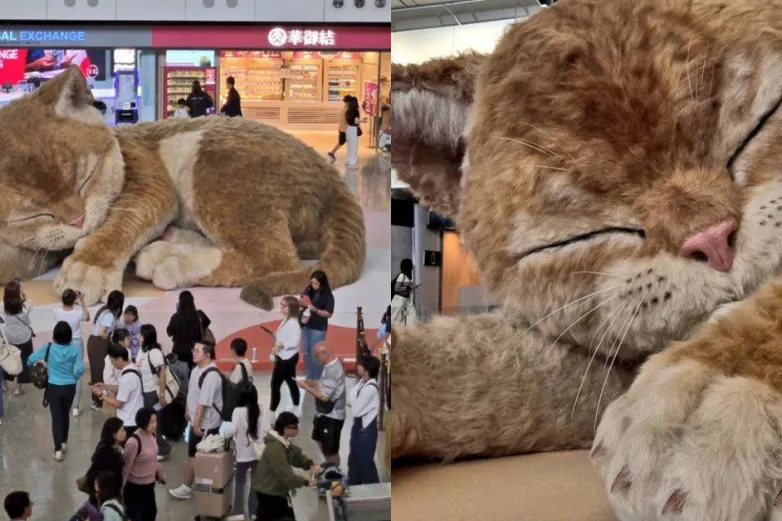 'Catzilla', el gato gigante del aeropuerto de Hong Kong se vuelve viral