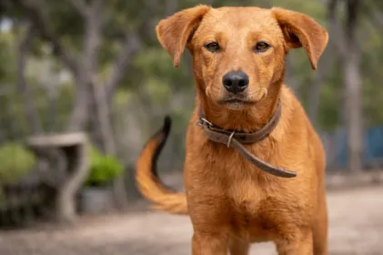 Perro caramelo: el símbolo mexicano que se volvió viral